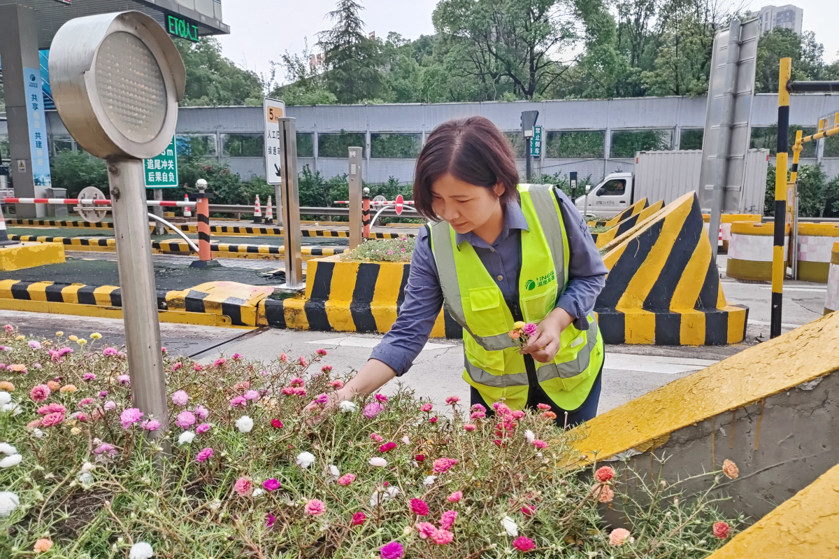 黄南芳种植太阳花 已调整.png 黄南芳种植太阳花 已调整.png